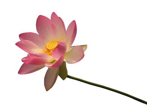 Fototapeta isolated lotus