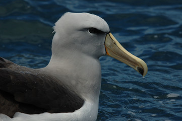 albatros de salvin