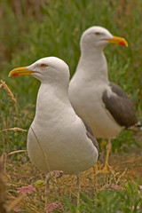 Fototapeta premium goéand argenté ; seagull