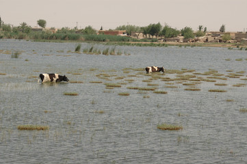 vaches &agrave; l'eau