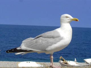mouette sur la côte