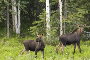 moose calfes on alert