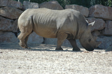 Naklejka premium rhino