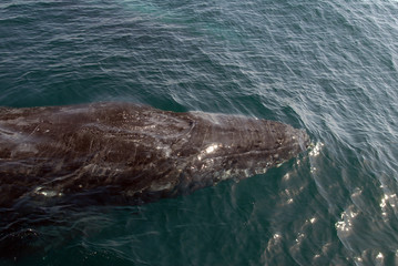 Naklejka premium baleine à bosse-humpback whale