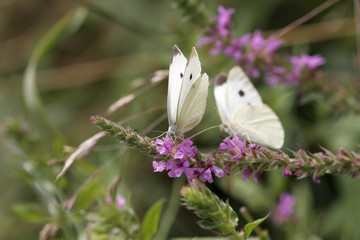 papillons jaunes