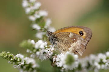 papillon