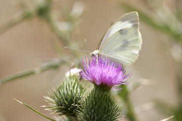 papillon jaune