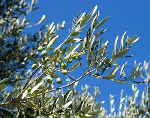 olives - 1059061