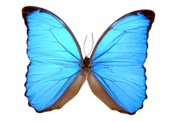 iridescent blue butterfly (morpho menelaus)