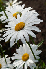 Obraz premium white marguerite