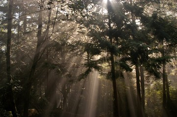 sunrays