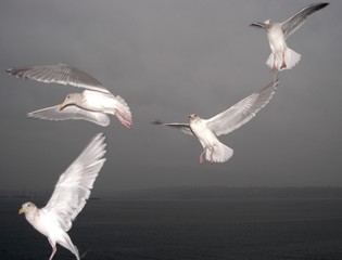 Fototapeta na wymiar gulls in flight