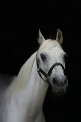 arabian pony