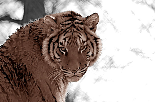 ilustration de tigre