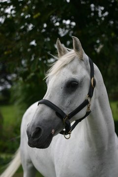 grey horse portrait