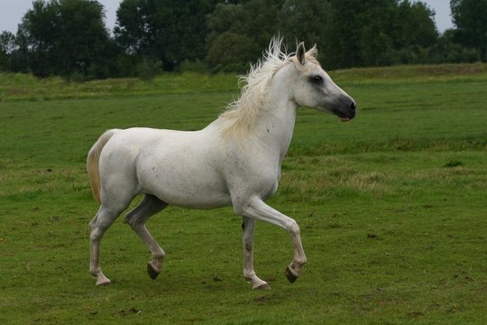 arabian horse running free