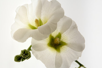 mallow-1