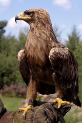 portrait de profil du bel aigle royal