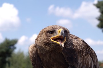 aquila chrysaetos