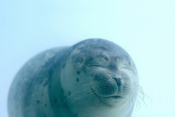 lovely baby seal with closed eyes is smiling