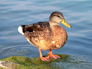 wild duck
