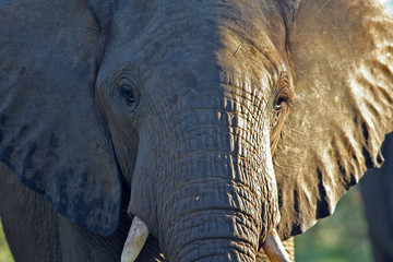 elefanten porteait © Andreas Edelmann