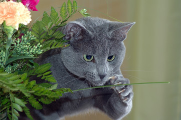 cat catching flower