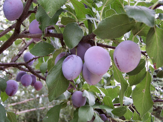 pflaumen