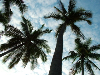 Fototapeta na wymiar orzech kokosowy