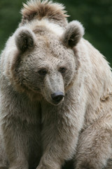 braunbär