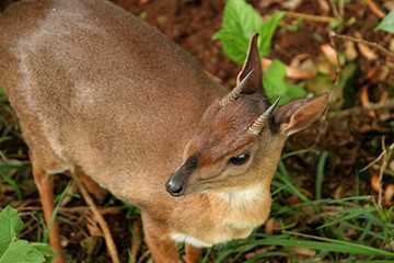 c&eacute;phalope portrait
