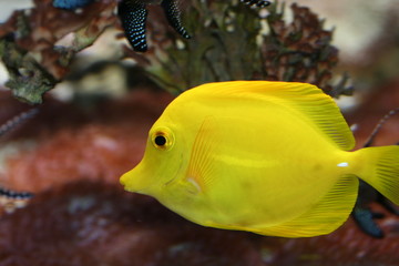 beau poisson jaune vif