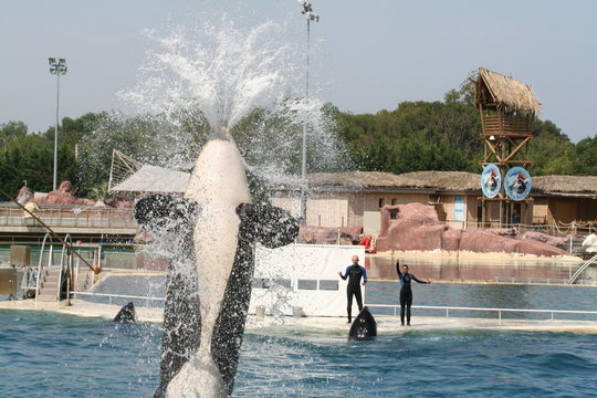 orque qui sort de l'eau