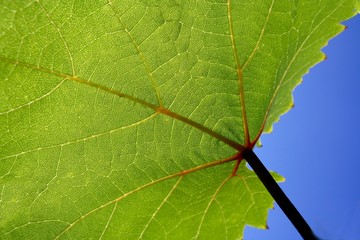 vine leaf 2