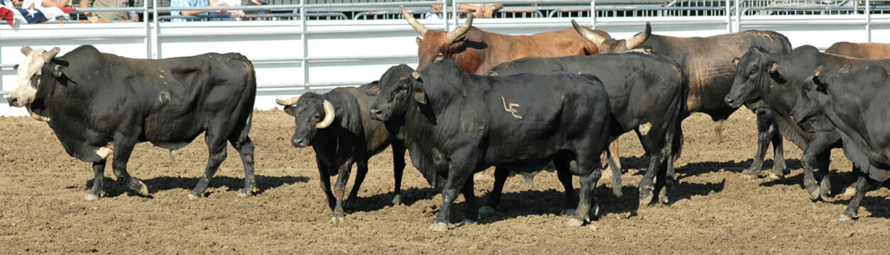 herd of rodeo bulls