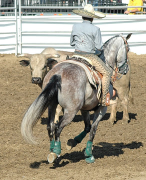 cowboy & rodeo  bull