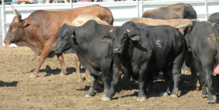 herd of rodeo bulls
