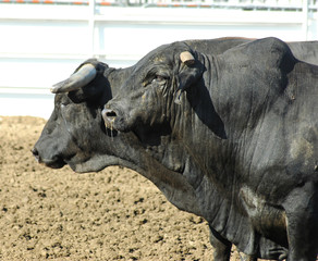 Obraz premium two bulls