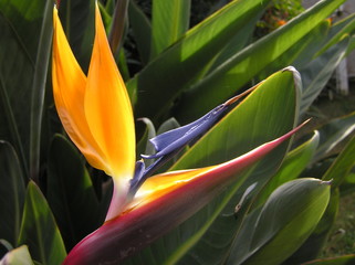 bird of paradise