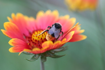 bumblebee © Desu Dekker