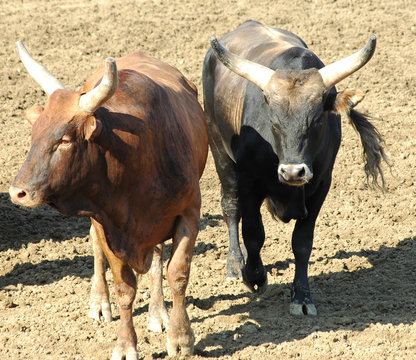 two rodeo bulls