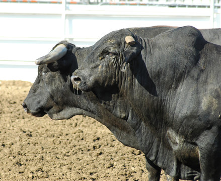 two bulls