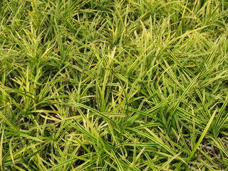 green grass