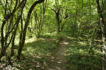 Obraz premium forest tral-way