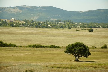 Fototapeta na wymiar summer grassland