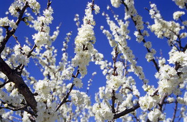 almond blossoms
