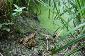 grenouille verte
