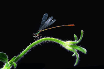 damselfly1