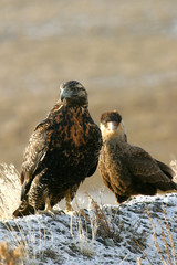 eagle and caracara