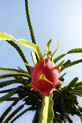 dragon fruit